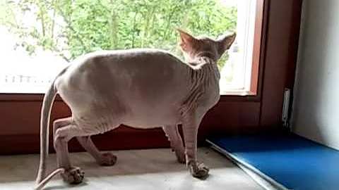 Video 1231341: canadian sphynx cattery, gorgeous sphynx