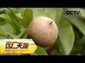 《农广天地》人心果栽培技术 20180807 | CCTV农业