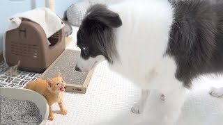Rescued Tiny Kitten Reunited with His Dog Best Friend After 4 Days