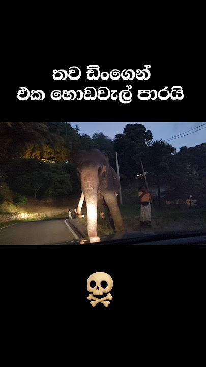 ඒක දන්ත රාමාගෙන් තව ඩිංගෙන් එක හොඩවැල් පාරයි|Tusker try to attack #shortvideo #fyp #short #shorts
