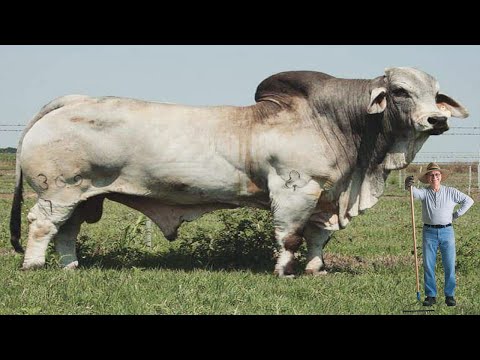 اضخم 10 ثيران قد تراها فى حياتك سبحان الله