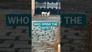 🐱 "No, YOU open the gate first!"