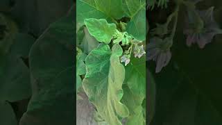 ##organic gardening#