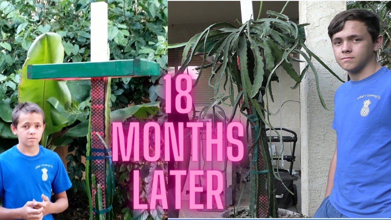 18 Month UPDATE DIY Dragon Fruit Trellis YouTube