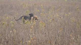 Galgos y Liebres 2023. by Marcos Adrian Machado 3,056 views 1 year ago 2 minutes, 38 seconds