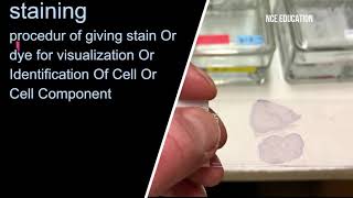 Staining technique in cell biology (Simple and deferential staining)\/11th biology lecture