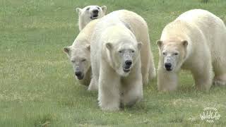 Polar Bear mum and cubs arrive at Yorkshire Wildlife Park