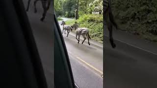 Zebras have excaped from a trailer in Washington State, USA, causing chaos