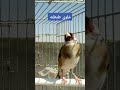 حسون ودياني طنطنه ما شاء الله طائر الحسون Goldfinch Song Saka Ku Bird