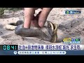 動物界&quot;影帝&quot;是牠! 棋斑水游蛇裝死會&quot;賣力吐血&quot; 豬鼻蛇翻肚裝死超&quot;敬業&quot;│記者 向敦維│【國際局勢】20240509│三立iNEWS