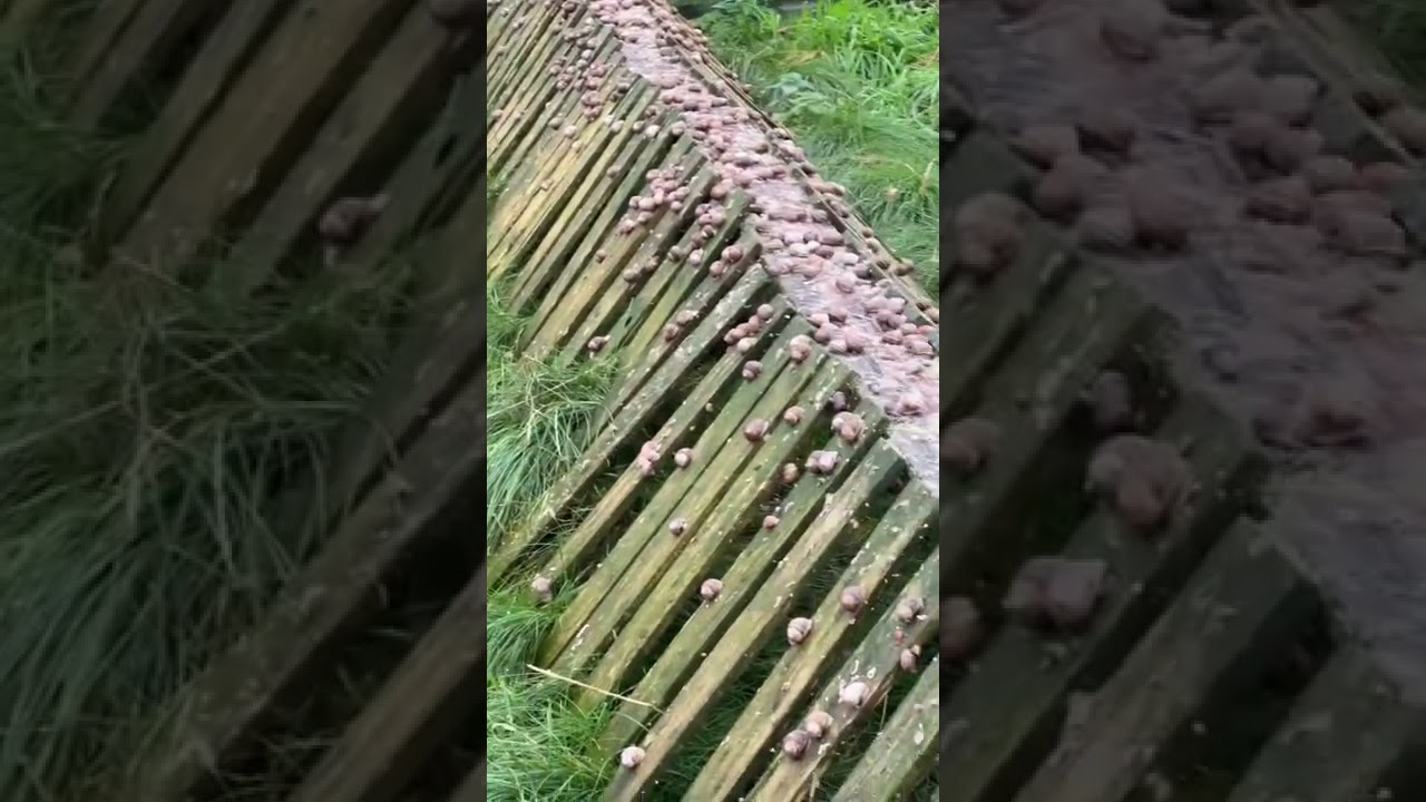 Experiencing Rainy Delights on the Snail Farm: Dive into the Wet World of Our Slimy Friends 🌧️🐌💧