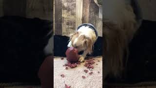Puppy Super Bowl El Destructo by Smiley’s Angels 819 views 5 years ago 3 minutes, 46 seconds