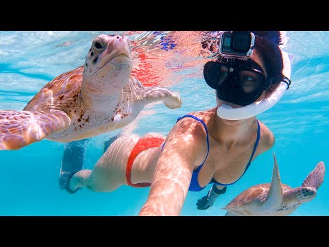 Video: Die 7 beste plekke om te gaan snorkel in die Bahamas