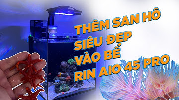 [Part 6] Thả Thêm Những "Bông Hoa Của Đại Dương" Vào Hồ Cá Cảnh Biển  ||  Set Hồ Rinano 45