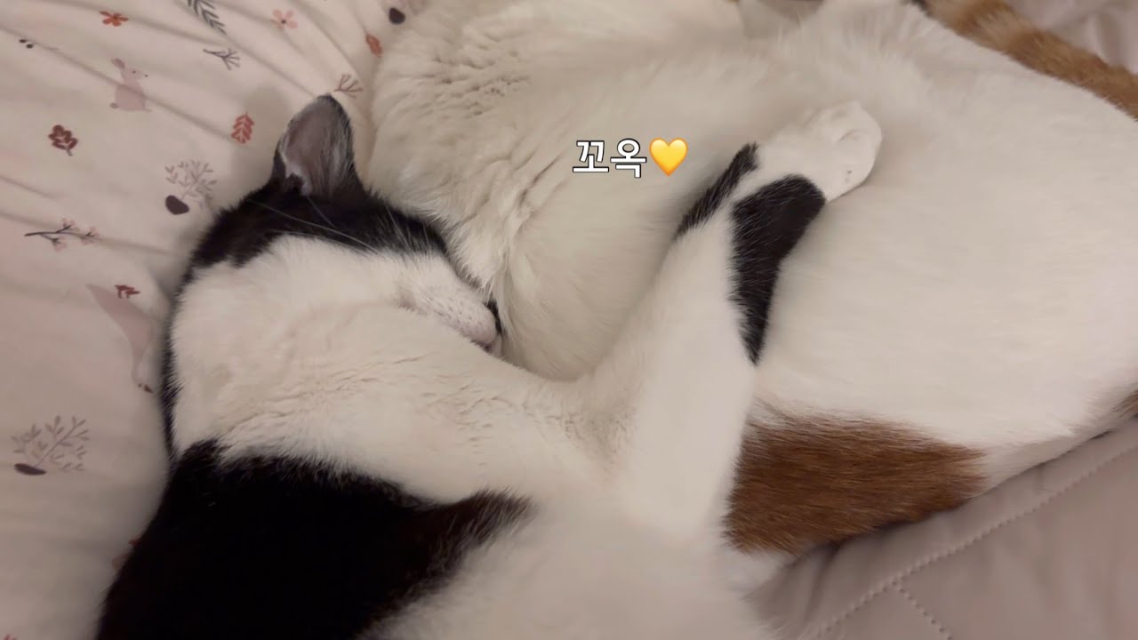 옵빠가 너무 좋아서 꼭 껴안고 자는 고양이
