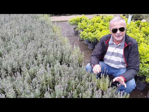 Vídeo: Segredos De Cultivo De Arbustos De Lavanda