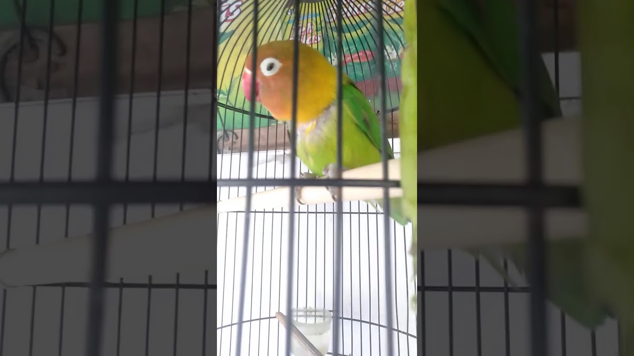burung labet 