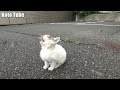 子猫！発見！雨の中、必死に鳴いて親を呼ぶ迷子の子ネコを緊急避難、一時的に保護する！