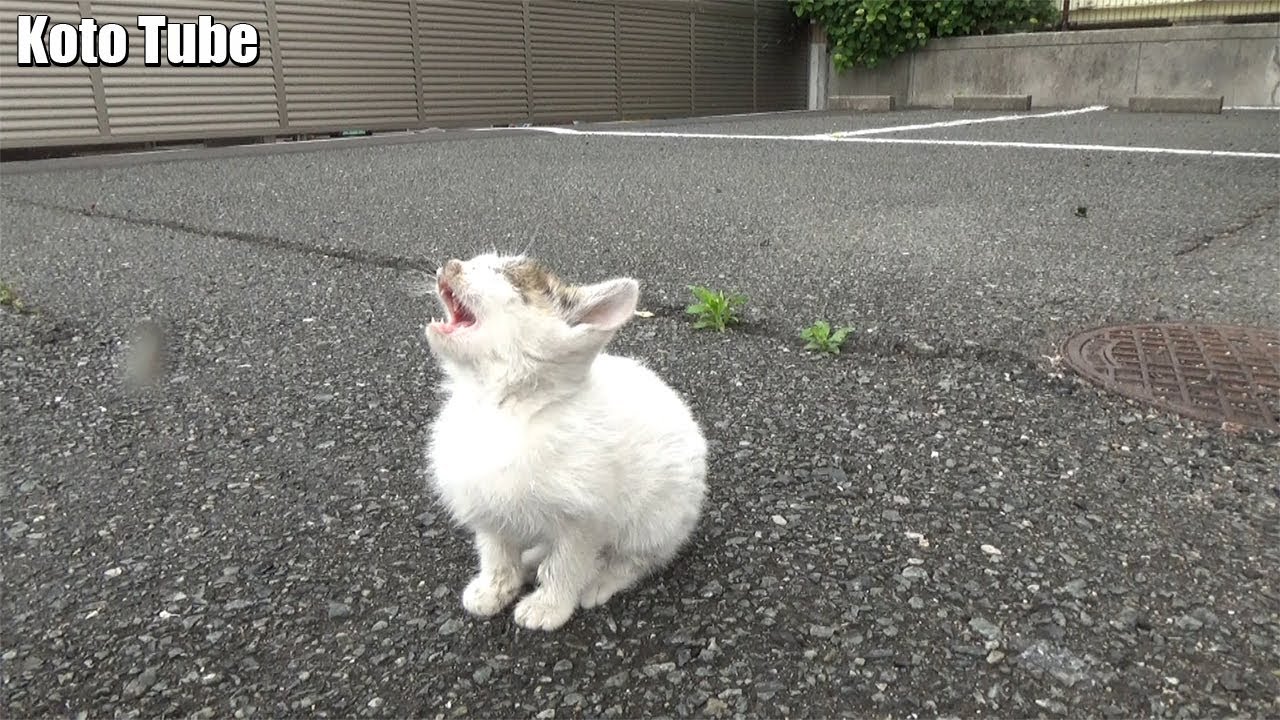子猫！発見！雨の中、必死に鳴いて親を呼ぶ迷子の子ネコを緊急避難、一時的に保護する！