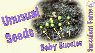 Succulent Seeds: How to Grow, Reliable Source &amp; Tips (Mesembs &amp; More)