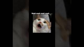chaiiii..... #cat #memesguru2 #funny #memesworldofficial #memes #memehub #cute #memeclip #comedy
