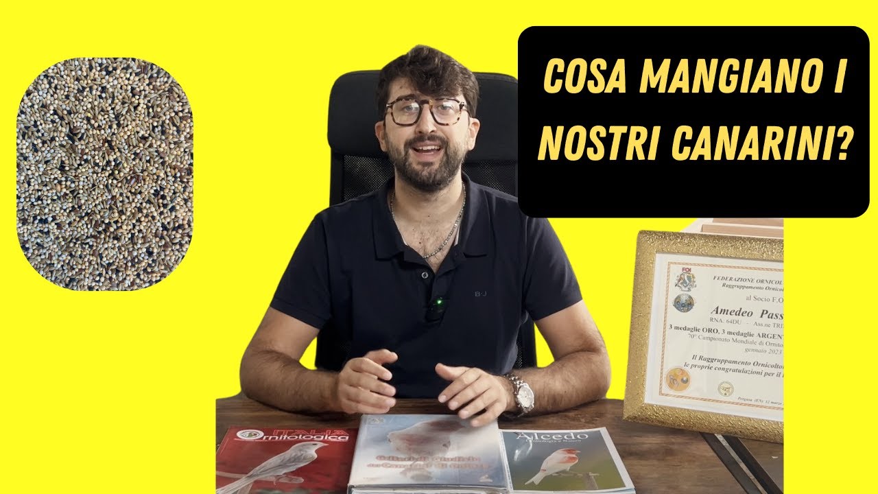 Dieta Perfetta per Canarini: Preparazione a Riproduzione, Muta e Mostre