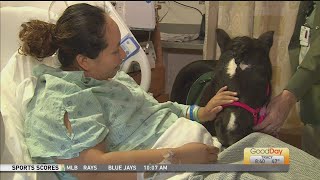 Therapy Mini Horse