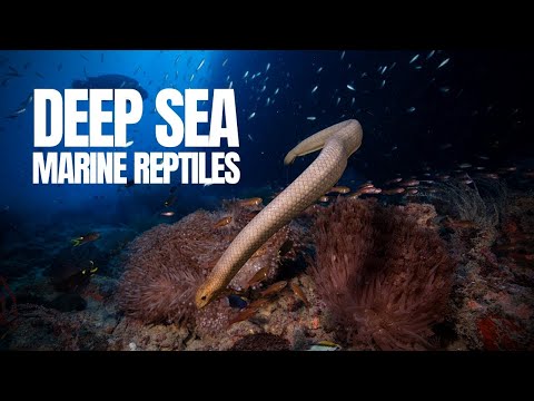 The Peculiar World of Marine Reptiles