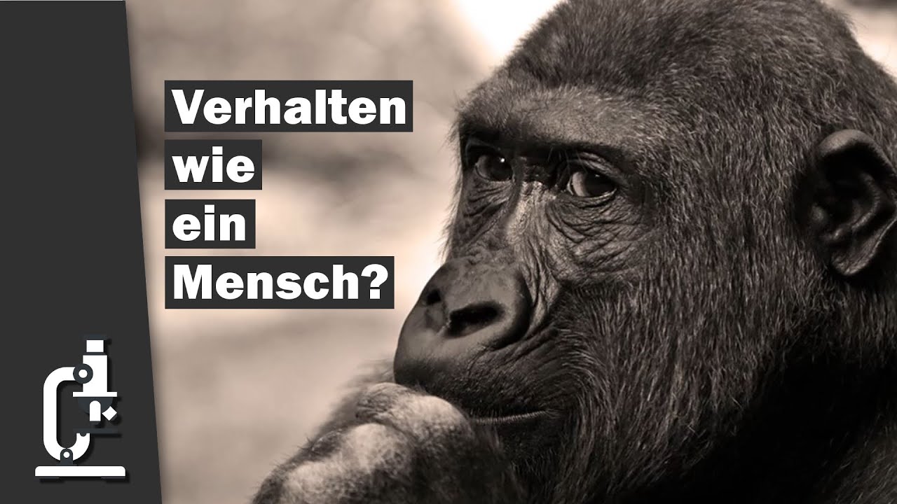 Was Unterscheidet Menschen Von Tieren Menschlich erscheinende Verhaltensweisen bei Schimpansen (Was