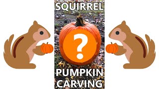 We Let Squirrels Carve Our Pumpkin For Halloween! Huge Fail or Was It Actually Great??
HUGE FAIL!! We Let Squirrels Carve Our Pumpkin For Halloween! (Or Was It Actually Great???)
We had seen it all over the place online that people were using various ways to get wild squirrels to carve a face in their Halloween pumpkins...so we had to try it! The method we used was drilling holes in the pattern of a face on an unhollowed-out pumpkin, and then filling those holes with peanut butter. We sat it out under our tree that always has a ton of squirrels living in it, and then waited a few days to see what they would do to it. On Halloween Day, October 31, 2022, they were finished. How did they do? Well, when we first saw it, we thought it was a big fail, but on closer look, we think we know what they were going for, and it was awesome! They turned it into one of our favorite Disney characters!
#SquirrelPumpkinCarving #PumpkinCarving #happyhalloween2022
This is our Amazon Affiliate Link: https://www.amazon.com/shop/stancravens
You can shop on Amazon using our link at no extra cost to you and a portion of your purchase will go to support our channel.
//Follow Us On//
Facebook: https://www.facebook.com/GmaGpaAdventures
Instagram: GmaGpaAdventures & donnakc1
Twitter: @StanCravens
Disney Videos:
https://www.youtube.com/playlist?list=PLAdHKO3RyFu0TQT3BFU-gAuZFOthWDKcn
San Diego Videos:
https://www.youtube.com/playlist?list=PLAdHKO3RyFu1Soj2_DNQ2GpAQKSk_kLA1
Fun Things To Do In St. Louis MO: https://www.youtube.com/playlist?list=PLAdHKO3RyFu0Hi5af2WcffKkpUY1k4xFq
Adventures In Grandparenting:
https://www.youtube.com/playlist?list=PLAdHKO3RyFu3TcGoKjetzHosYTjQQZmuo
//Subscribe// https://www.youtube.com/c/GmaGpaAdventures2go?sub_confirmation=1 We Let Squirrels Carve Our Pumpkin For Halloween! Huge Fail or Was It Actually Great??