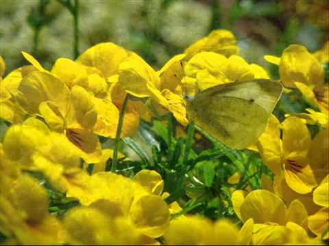 春：5月の夢の歌(Violin/Classic Guitar)