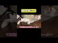 夜中の鬼ごっこ #猫 #おもしろ #アテレコ #ニャンチューバーつくし