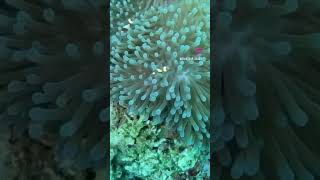 The Wow In Muck Diving Filmed In Lembeh Strait, Indonesia