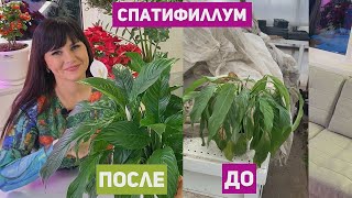 СПАТИФИЛЛУМ. КАК ПРАВИЛЬНО УХАЖИВАТЬ.