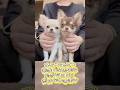 【パピー犬】小さな命がくれた、家族の変化