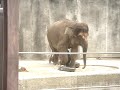タイヤで遊び砂浴びをするふくちゃん 2018.5.27
