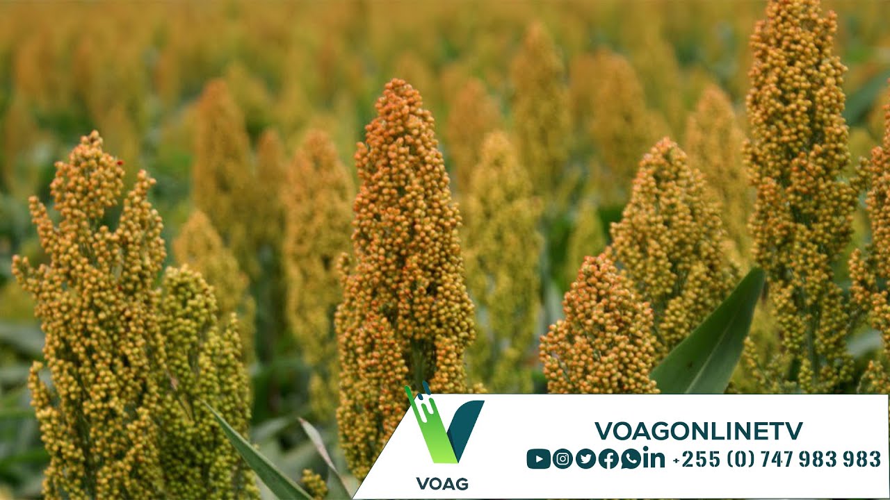 MAKALA YETU | EP 21: MTAMA