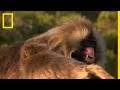 These Monkeys Fight With Their Gigantic Canines
