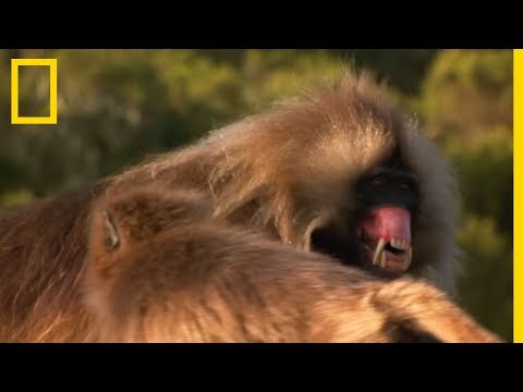 These Monkeys Fight With Their Gigantic Canines 