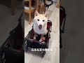豆皮在家也要坐車