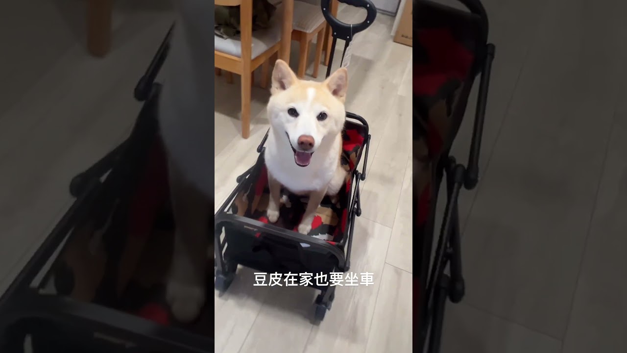 豆皮在家也要坐車