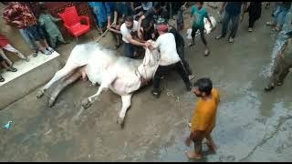 professional Qasai cow Qurbani