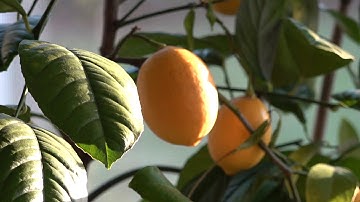Growing Meyer Lemons Indoors