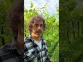 cosa controllare nel #vigneto da giugno in poi #trattamento #franciacorta #shorts #agronomo