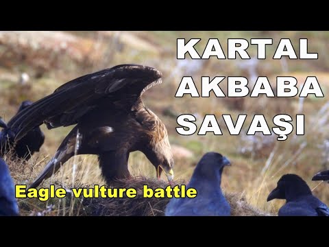 KARTAL AKBABA SAVAŞI /İki yırtıcı ama ortada bir leş var