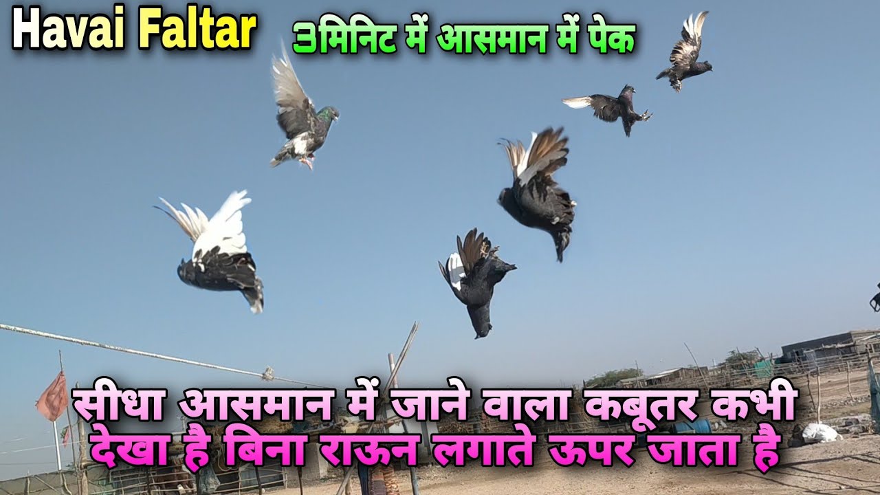 हवाई फाल्टर 3मिनिट में आसमान में पेक || फुल हाईफ्लेयर कबूतर सीधा ऊपर जाने वाले कबूतर