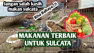 TERNAK KURA DARAT. MAKANAN SULCATA TOTROISE YANG TERBAIK