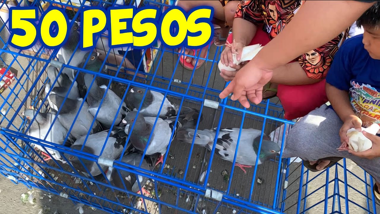 🔴MURANG BENTAHAN NG KALAPATI🔥