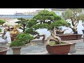 Chinese Penjing