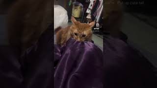與貓爭寵 想知道你在貓的心中地位?找另一伴來對比⋯#orangecat #orangecatsrule #orangecats #kittenlife #橘貓 #catlife #貓